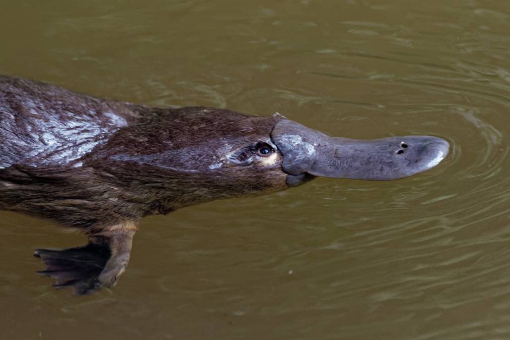 Platypus close up_Martin Pelanek_Shutterstock