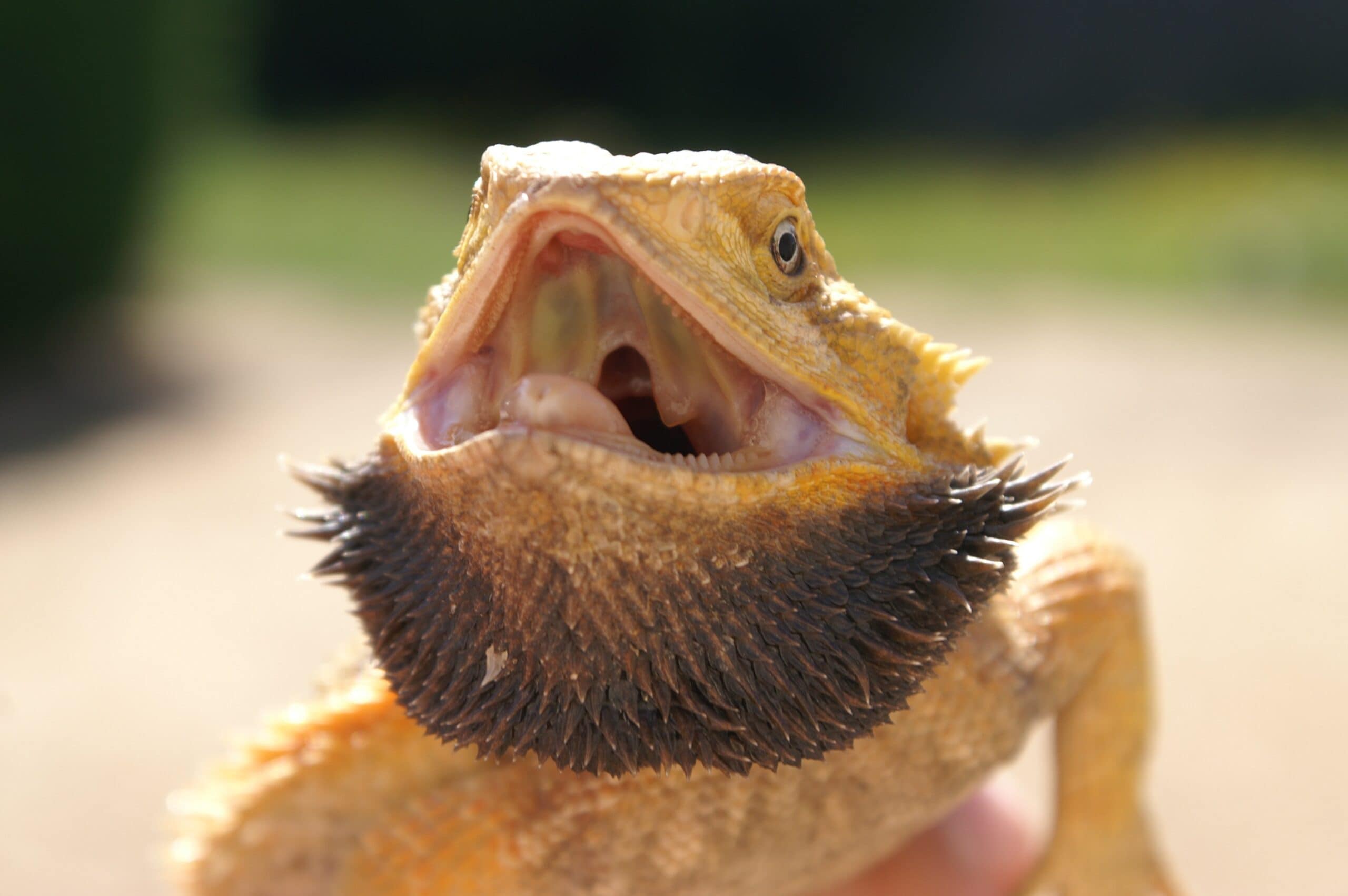 Pogona Minor Minor