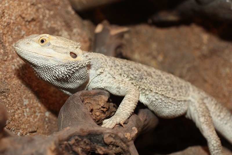 Pogona Nullarbor_shutterstock_tome213