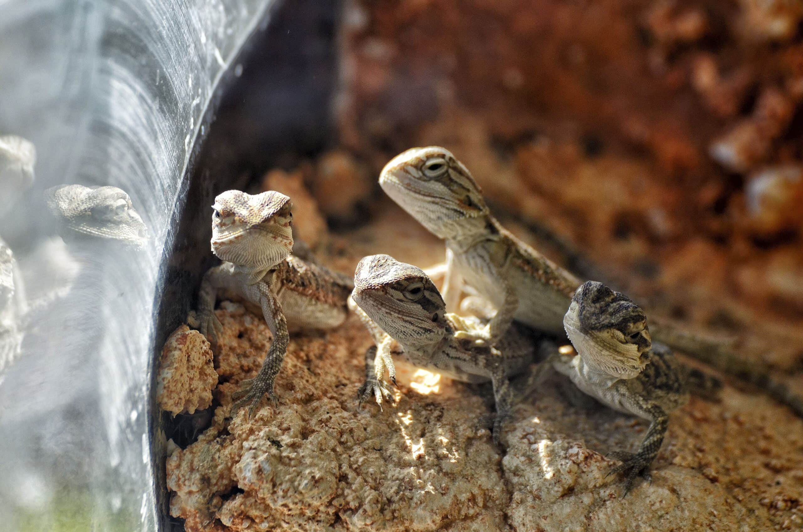 Pogona Vittikin