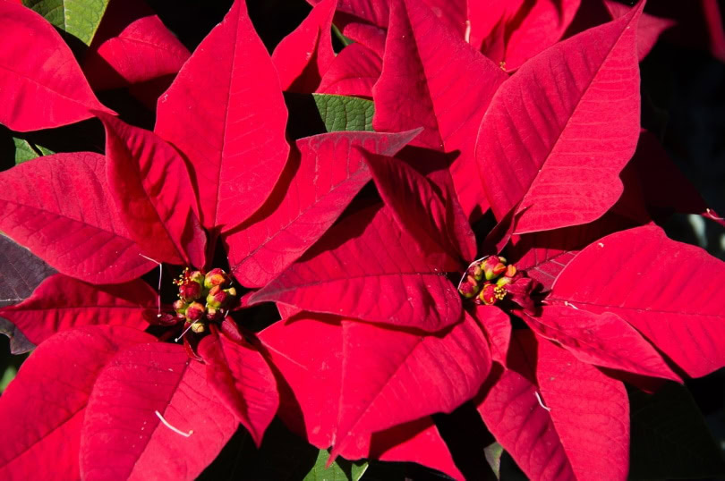 Poinsettias in full bloom