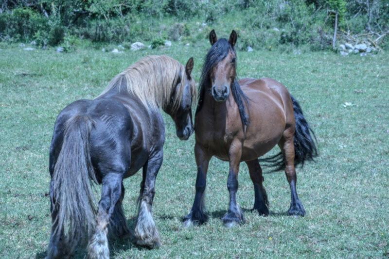Poitevin Horses in the grass