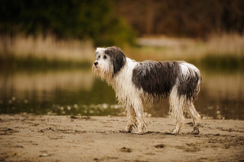 Polish Lowland Sheepdog