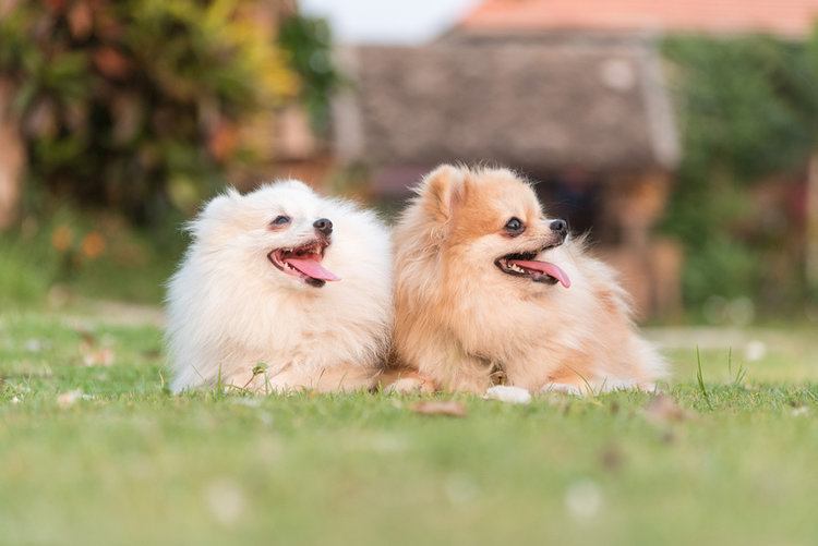 Pomeranian_Shutterstock_APIWICH PUDSUMRAN