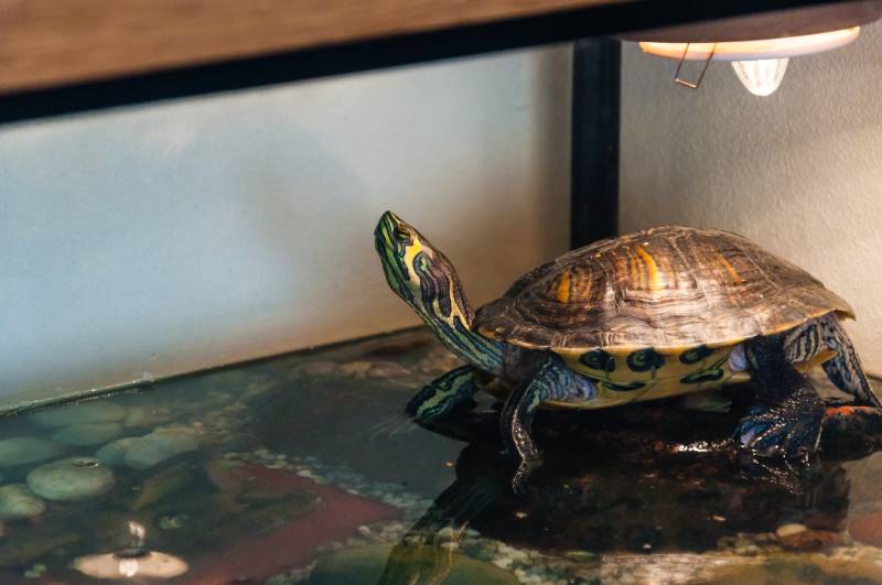 Pond Slider turtle sitting on the stone above the water in aquarium