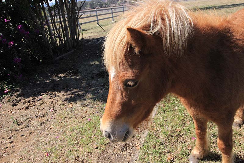 Pony Miniature horse Dwarf horse