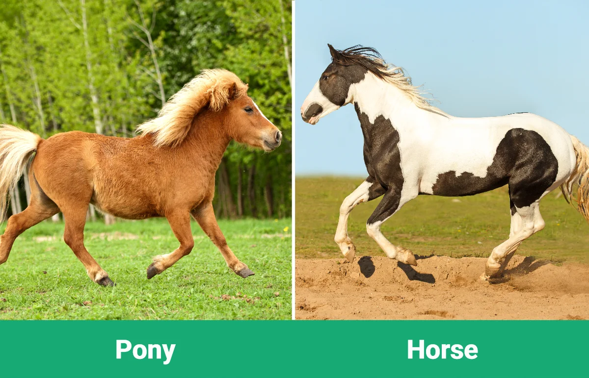 Pony vs Horse - Visual Differences