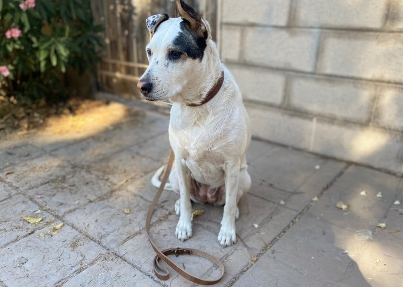 Popov-Leather-Leash-and-Dog-Collar-indy-sitting-outdoor1