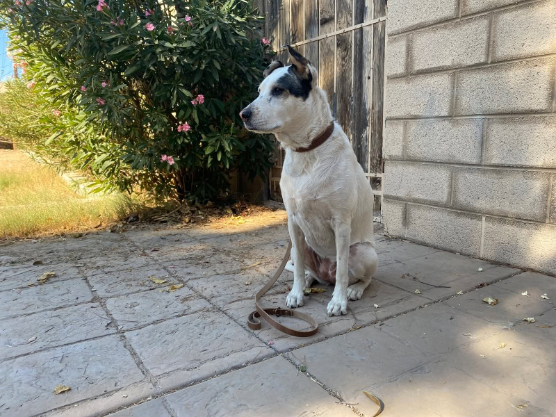 Popov Leather Leash and Dog Collar - indy sitting outside