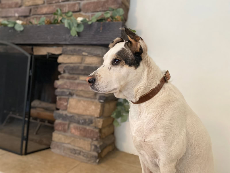 Popov Leather Leash and Dog Collar - indy wearing the collar