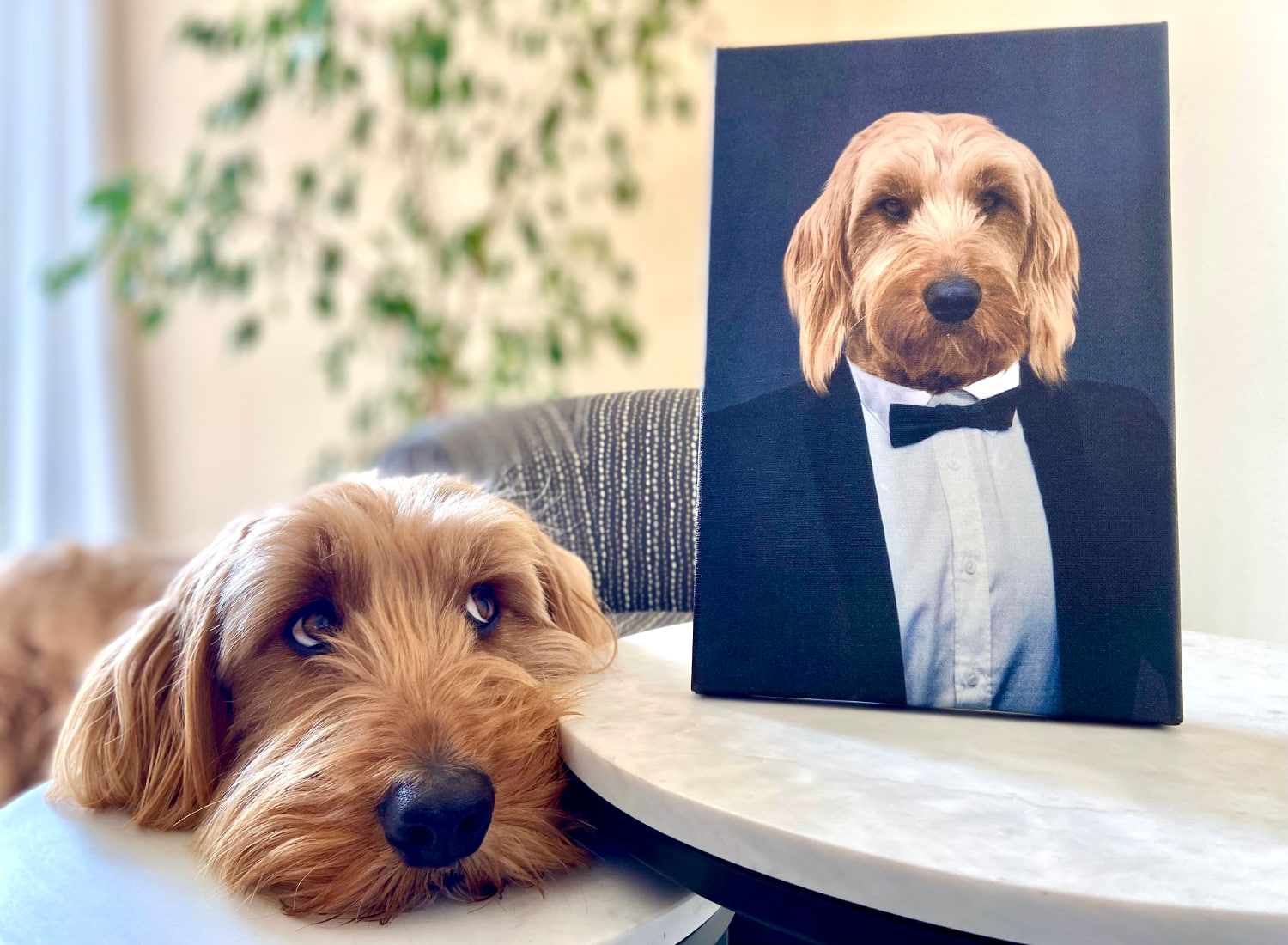 Portrait My Pet Dog Portrait - micah looking at the portrait