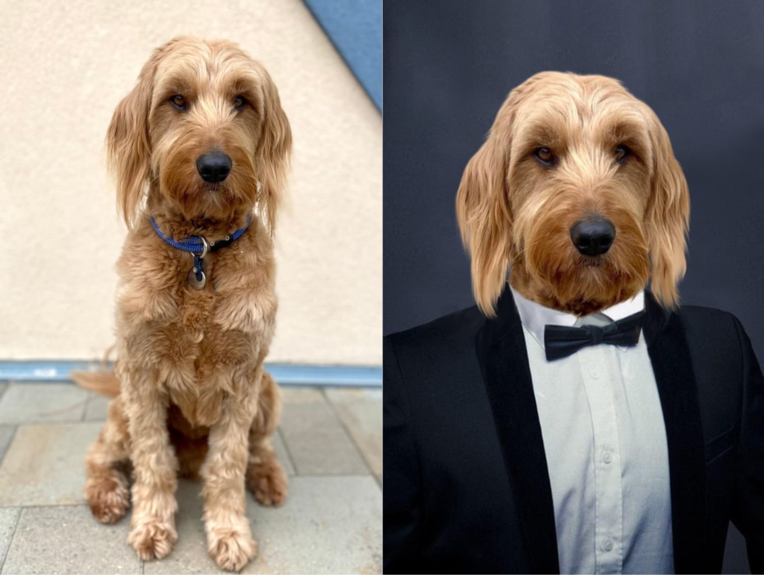 Portrait My Pet Dog Portrait - side by side