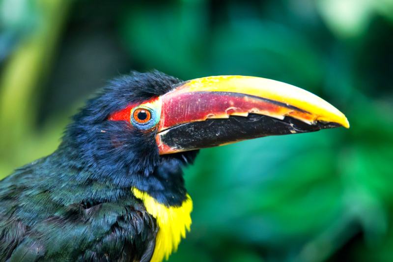 Portrait of Green Aracari (Pteroglossus viridis)