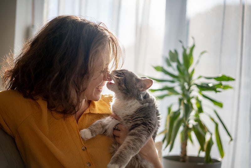 Portrait of a young beautiful woman in a yellow shirt hugging kissing with a gray fluffy cat sitting