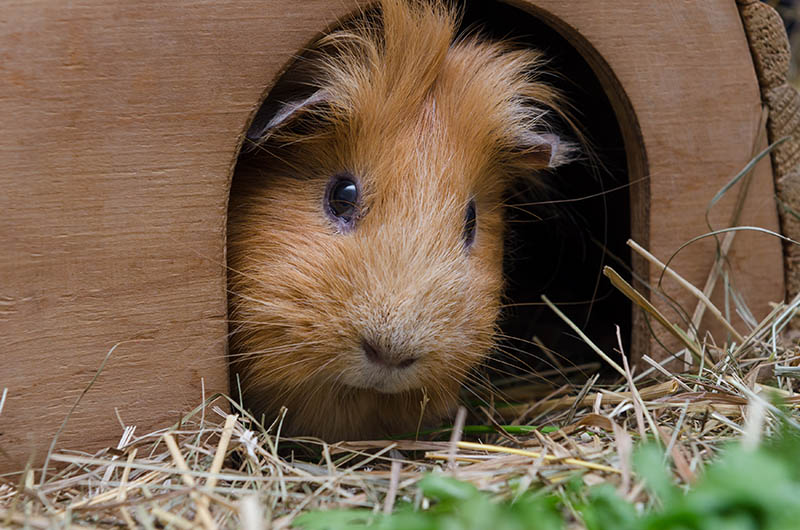 portrait of cute red guinea pig