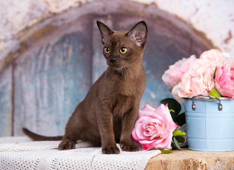Portrait of playful Burmese European cat about 3 months and pink flowers