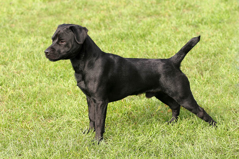 Portrait of young Patterdale Terrier in a garden