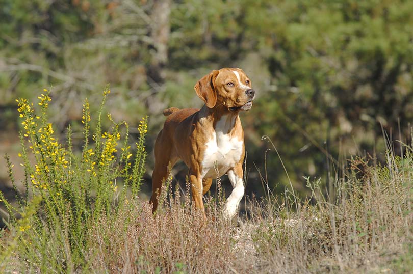 Portuguese Pointer in field