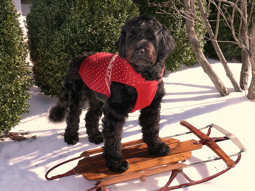 Portuguese Water Dogs