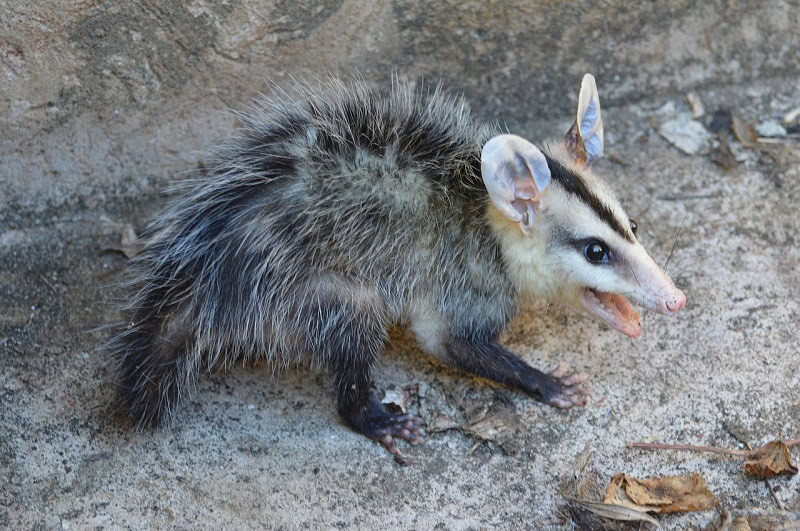 Possum