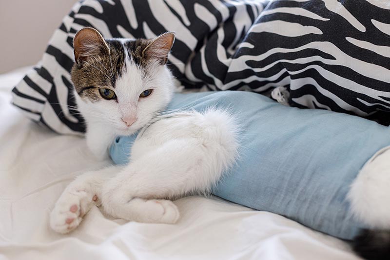 Post-operative Care for cat after spaying