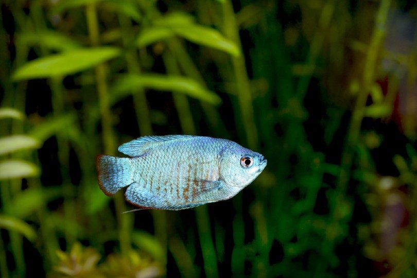 Powder Blue Gourami