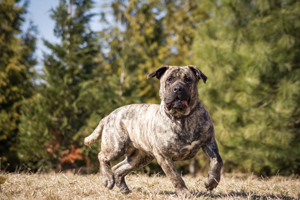 Presa Canario in beautiful park outside