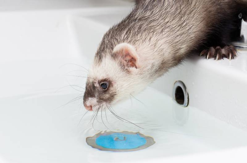 Pretty ferret smiling in warm water bath