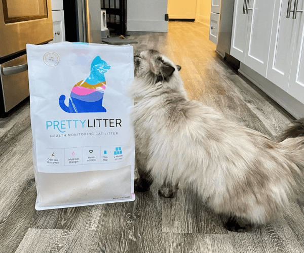 PrettyLitter_fluffy cat with bag of litter