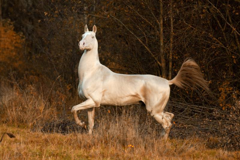 Proud cremello akhal teke stallion trots in the autumn forest