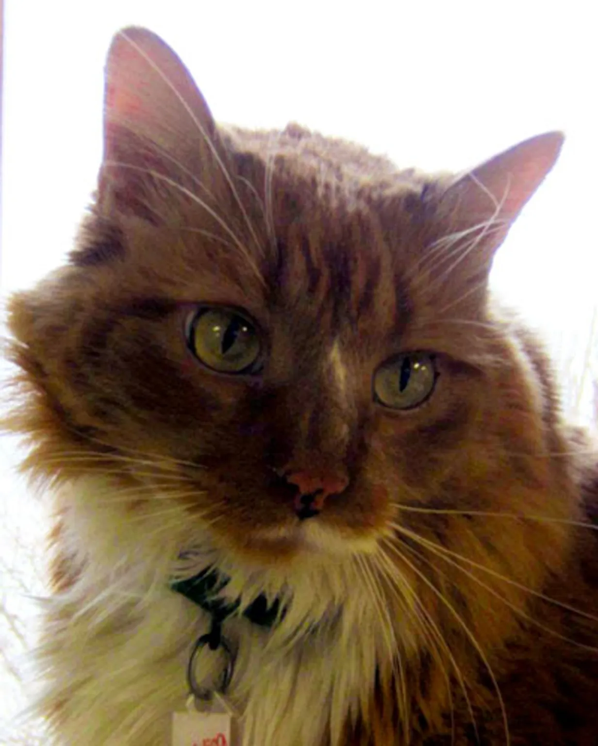 Pudding the cat who saved her owner from a seizure