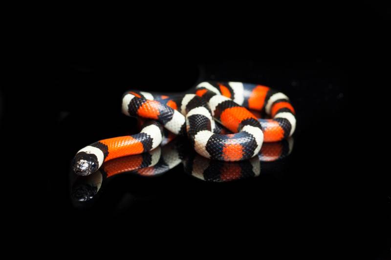Pueblan milk snake or Campbell's milk snake