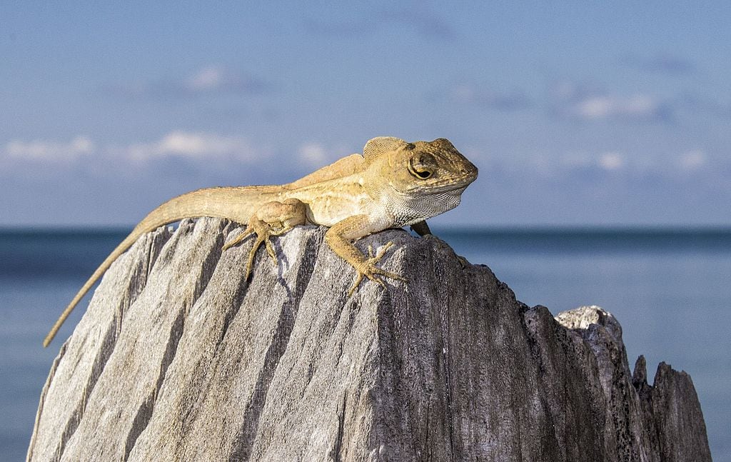 Puerto Rican Crested Anole