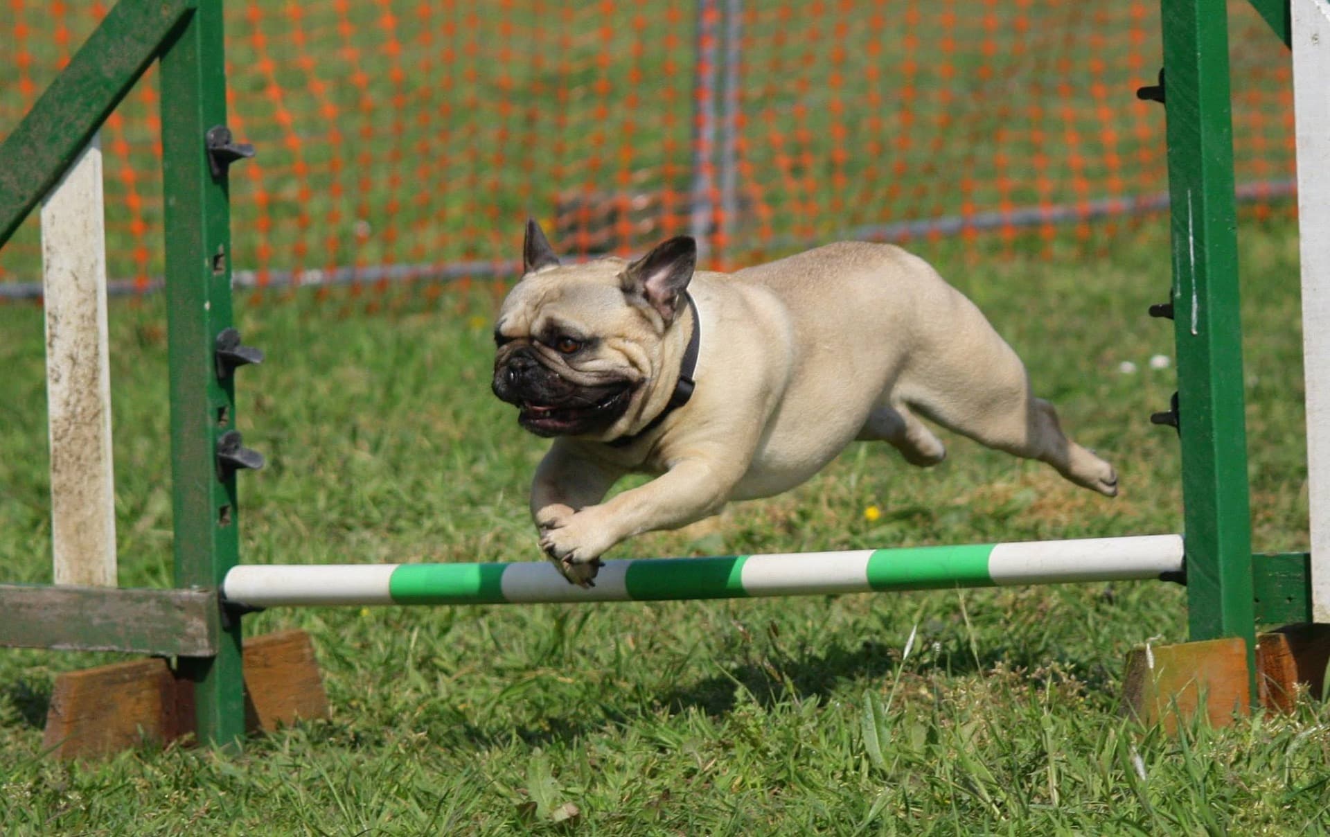 pug jumping