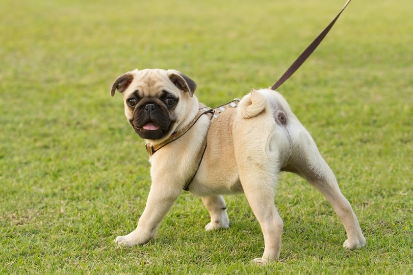Pug_Praisaeng_Shutterstock