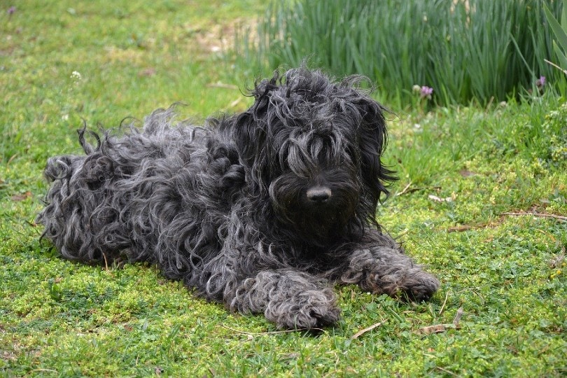 Puli dog lying on grass