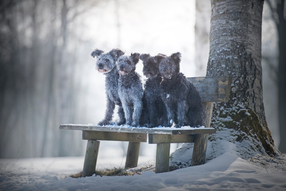Pumi Dog Breed
