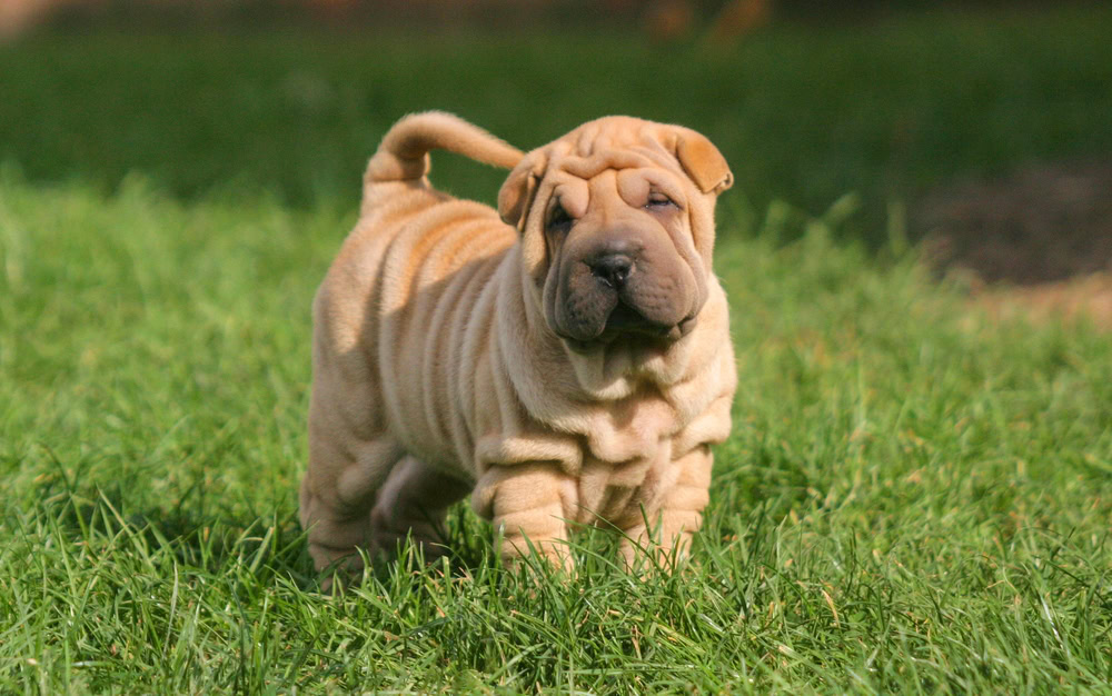 Puppy Shar-Pei