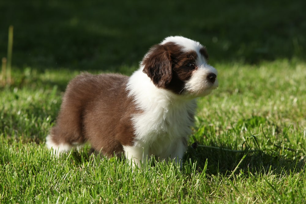 Puppy of Bearded collie standing in the garden