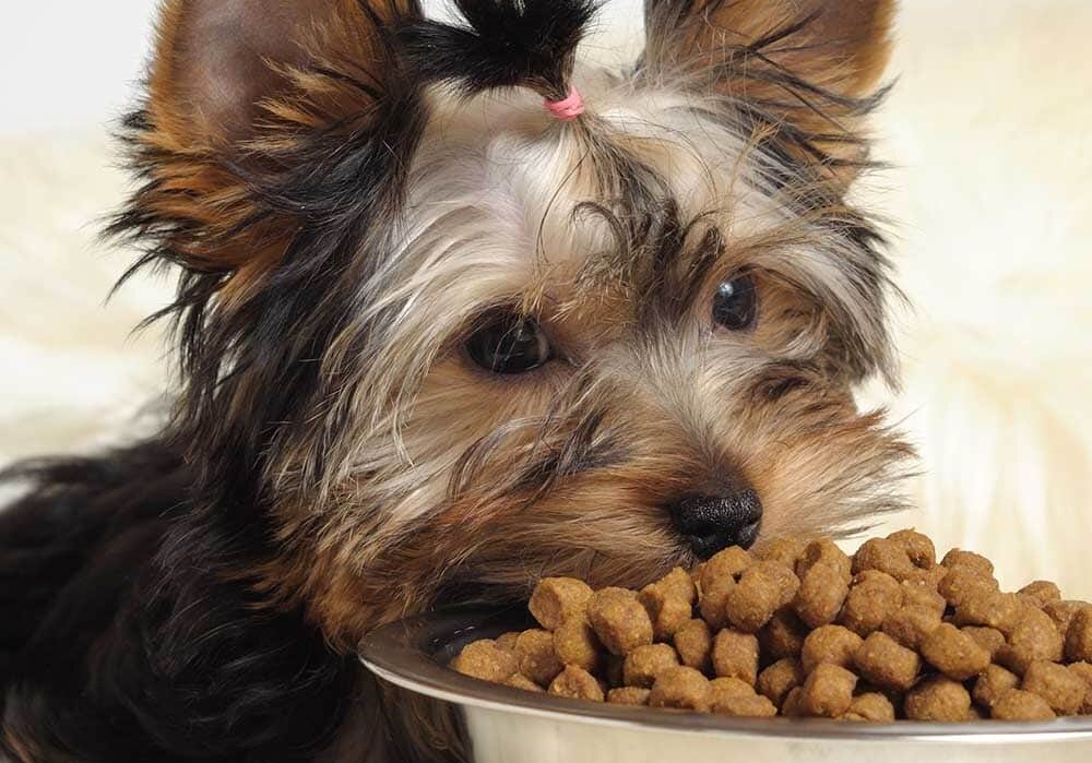 Puppy yorkshire terrier eating dry dog food