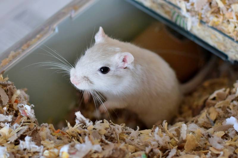 Pure white gerbil sitting on wood-chip bedding in cage