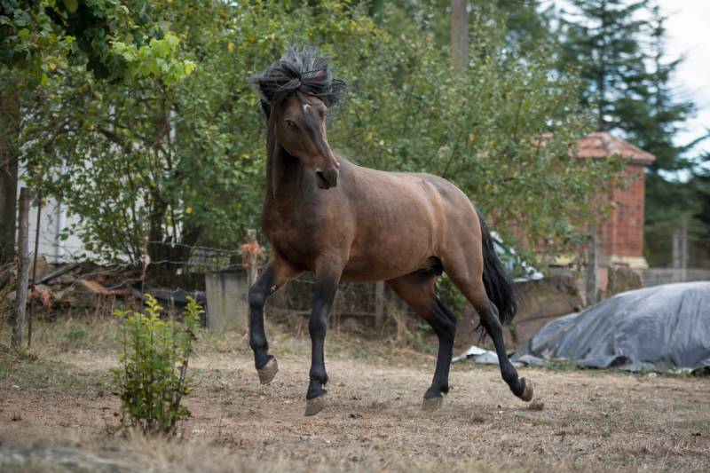 Purebred Galician Horse playing