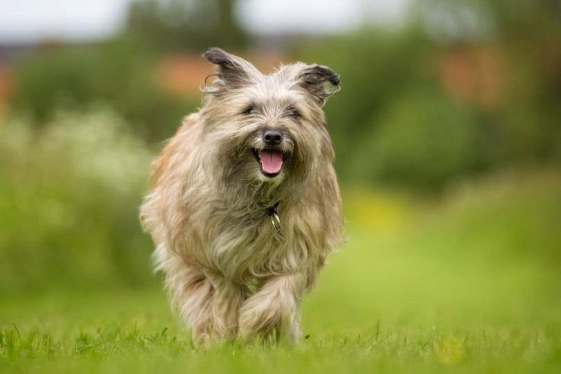 Purebred Pyrenean Sheepdog