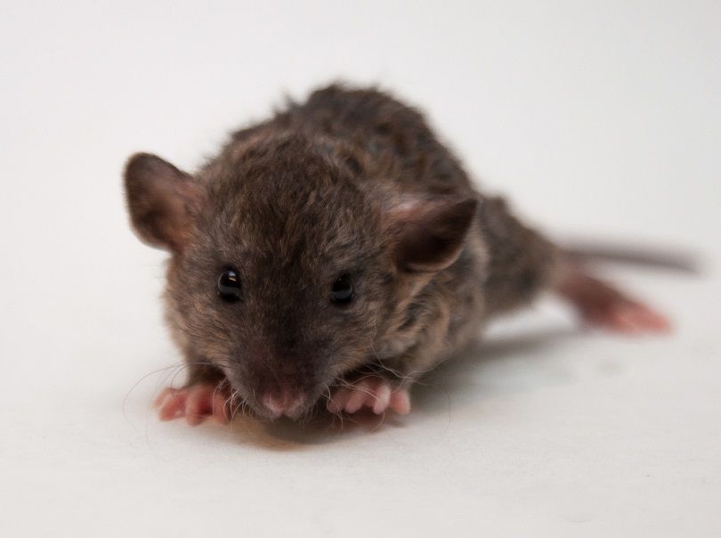 Purebred decorative Dumbo Rex baby rat_AveCamera_shutterstock