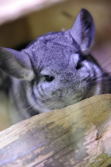 Purple Chinchilla