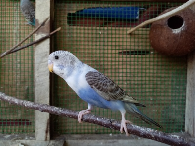 Purple parakeet in a cage