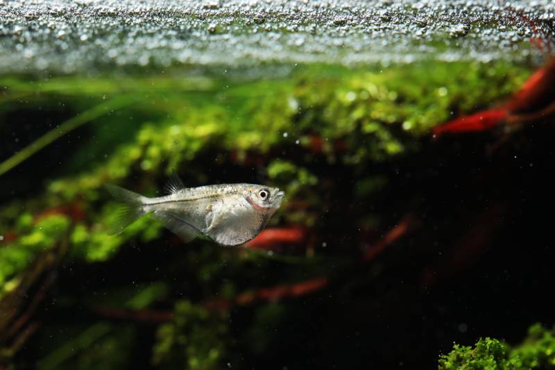 Pygmy Hatchetfish