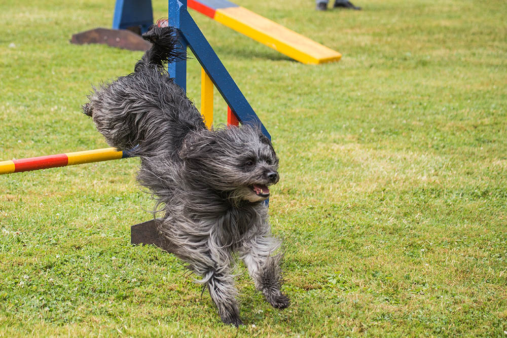 Pyrenean Shepherd in training
