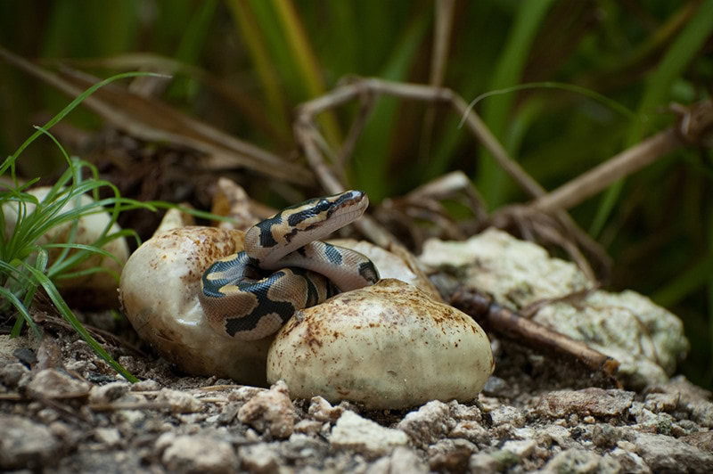 Pythons hatching