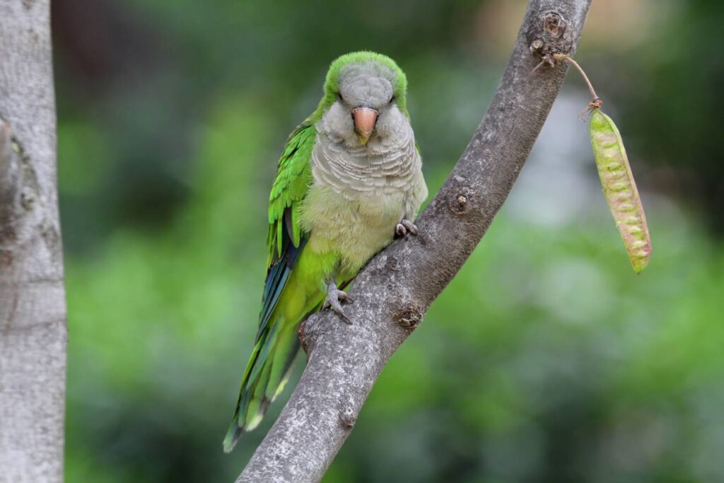 Quacker Parrot on the branch of the tree_Mark Caunt_Shutterstock